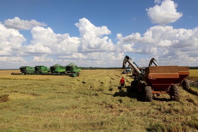 Com técnicas de gerações, Santa Isabel do Ivaí lidera produtividade do arroz irrigado no Paraná